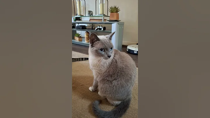 Watch the video about Look at these cats! #siamese #cat #kitten #tabby #blackcat