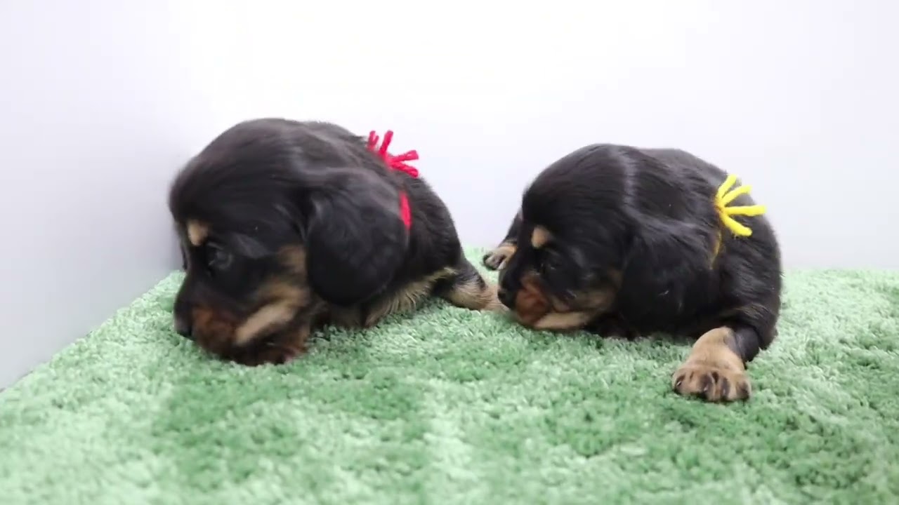 可愛いミニチュアダックスフンドの赤ちゃん 男の子 のご紹介です Youtube