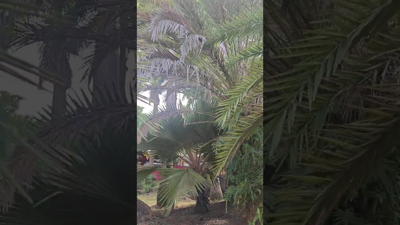 VISITE DE  l'ILOT PALMIERS A POINTE-NOIRE (GUADELOUPE)