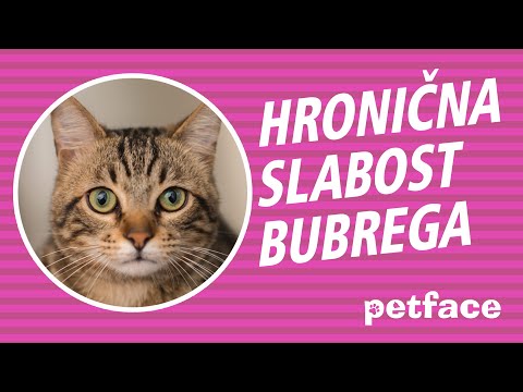 Video: Kako Liječiti Bubreg Kod Mačaka