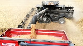 Fendt Ideal 9T Harvesting Wheat 🌾☀️. Steve Benson Farming 🚜