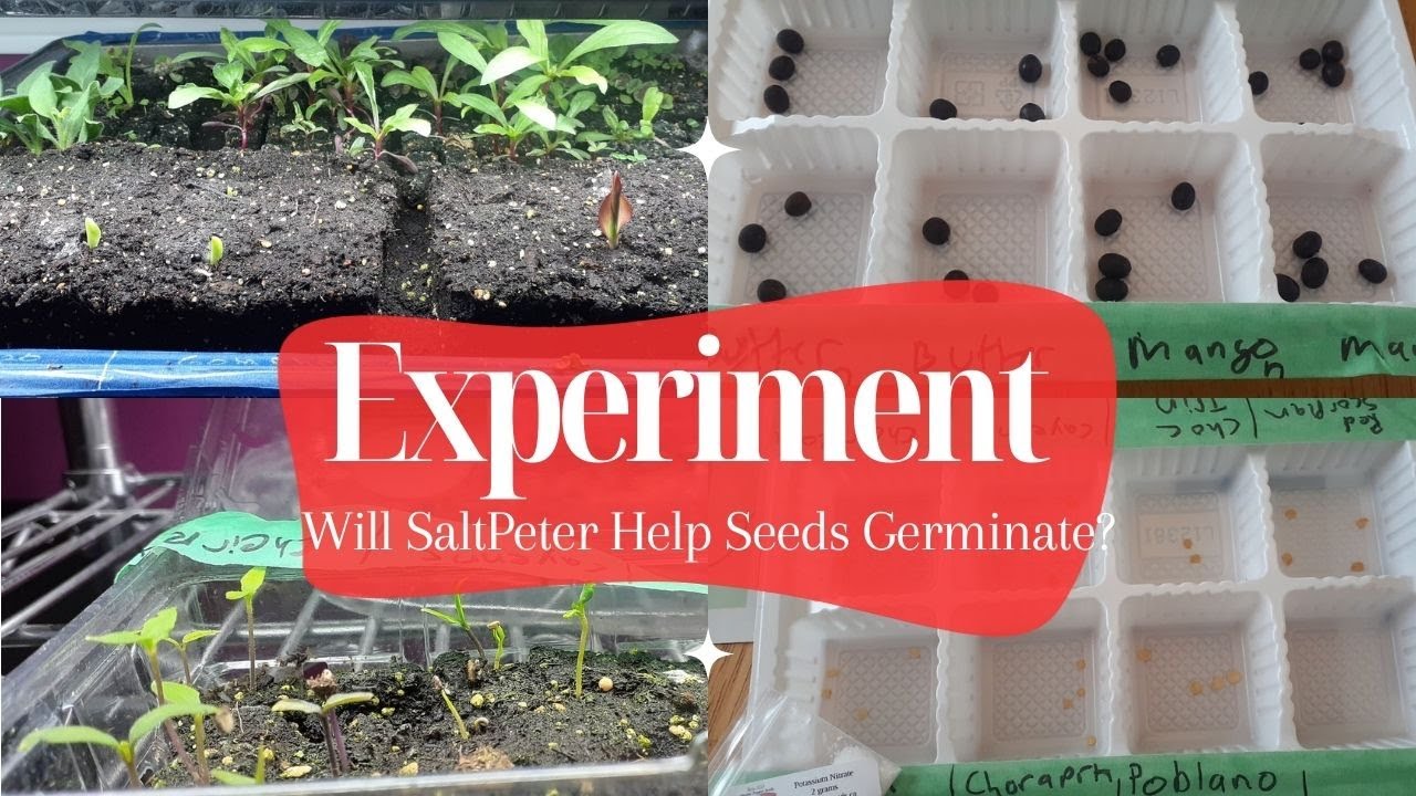 Does Saltpeter Help Seeds Germinate? (Peppers & Cannas) - YouTube