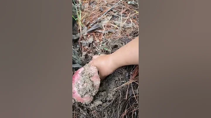 Agricultural practices.#farming#fungi culture#plants