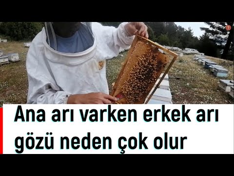 Ana arı varken erkek arı gözü neden çok olur?
