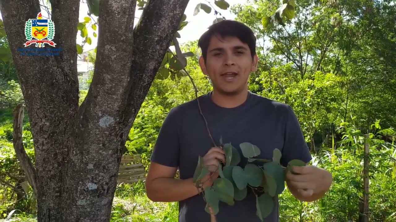 Pata-de-vaca - Bauhinia variegata
