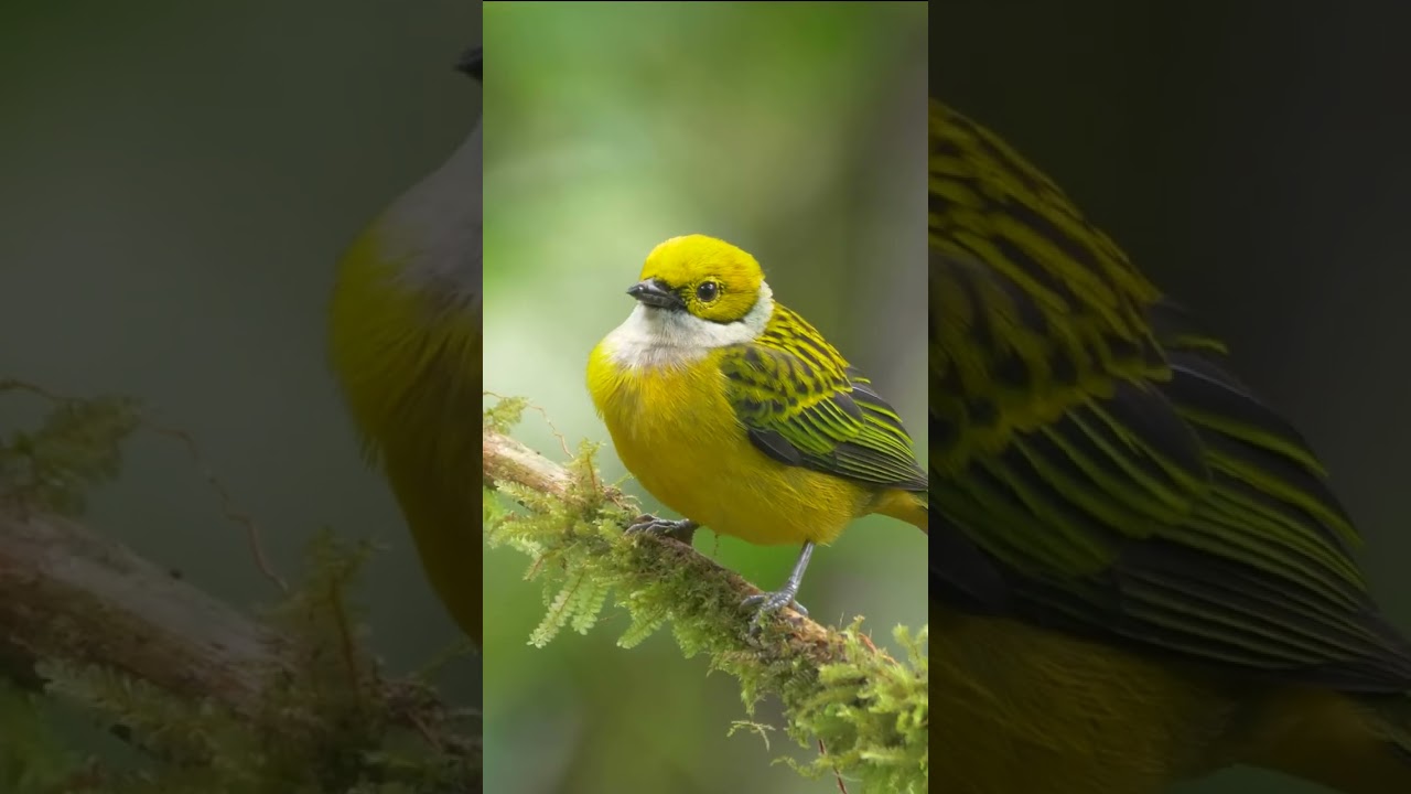 Silver-throated Tanager 