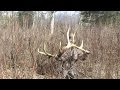 Shed hunting 2017  BIG FINDS