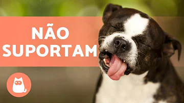 O que fazer para cachorro não urinar nas coisas?