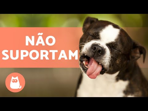 Vídeo: Quais Cheiros Os Cães Não Gostam