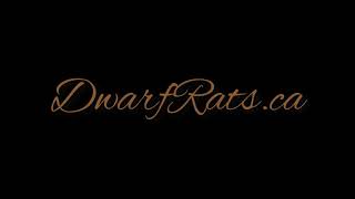 Why I prefer DWARF Rats