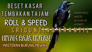 King of the Jungle Bird Srigunting Krantil Gacor Coarse Shot Specialist Masteran of Race Birds