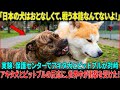 「日本の犬はおとなしくて、戦う本能なんてないよ!」――ブラジルの保護センターが秋田犬とピットブルの反応を比較した結果…その結末に誰もが驚いた!#海外の反応 #海外の話 #海外の感動話 #秋田犬