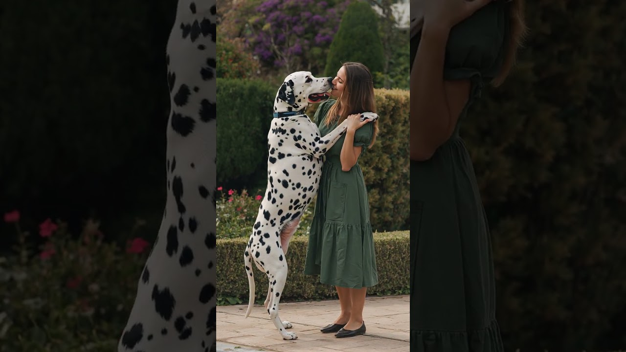 Living with dog - fall in love dog 