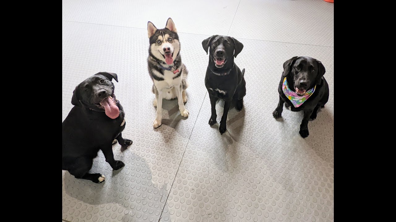 Paws & Effect Inc Doggy Daycare Weekly Roundup 57 YouTube