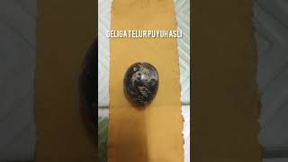 Geliga Telur Puyuh, Hakikat Yang Tersembunyi Dan Nyata...