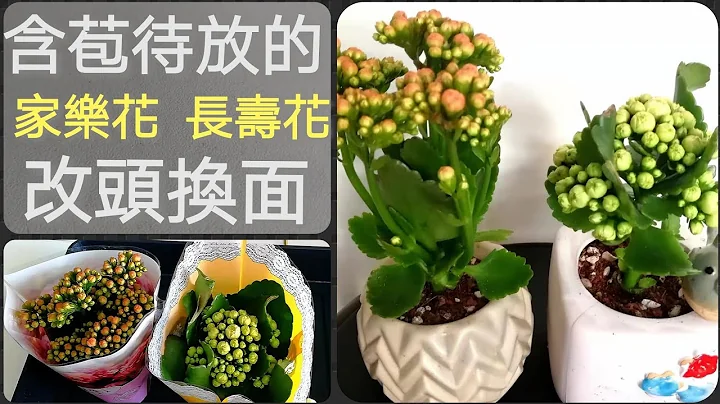 室内玩多肉(28)给含苞待放的长寿花(家乐花)改头换面 - 天天要闻