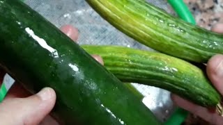 هل القتاء هو الخيار الفرق بين الخيار والقتاء بالصورة والمكون المستعمل في وصفة الزيادة والتسمين 🥒🥒