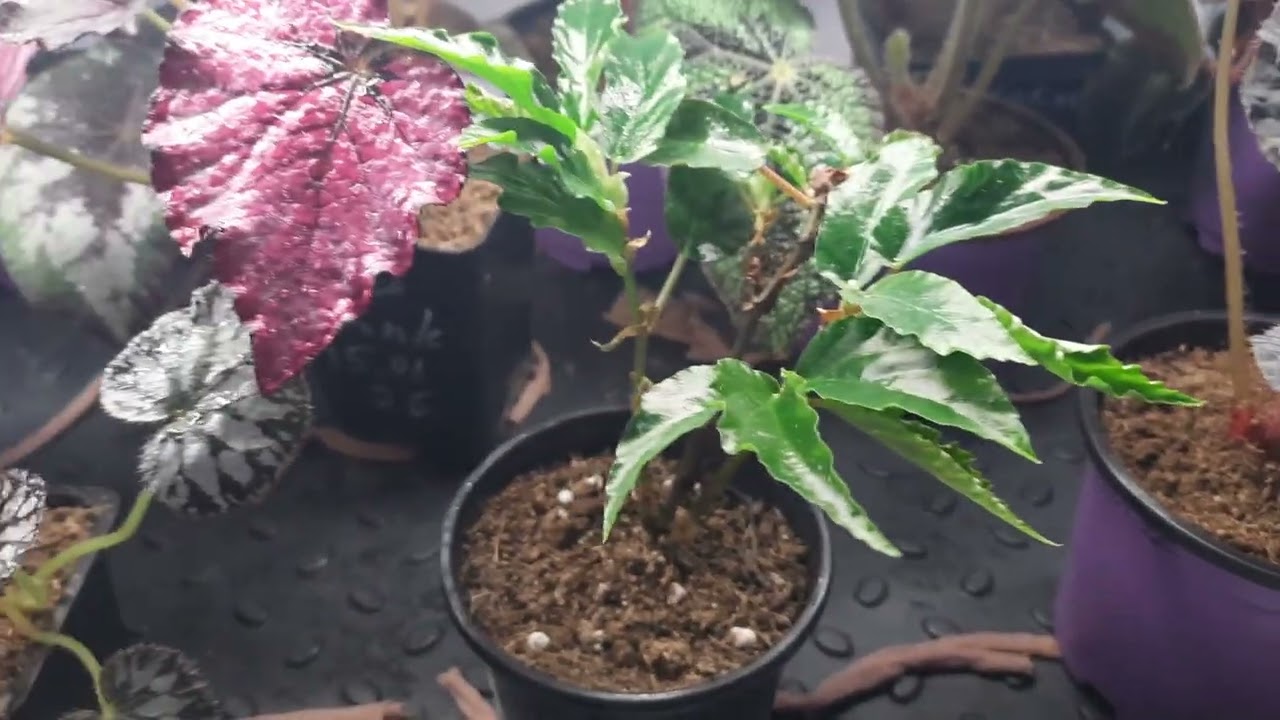 Поливаю и опрыскиваю бегонии