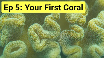 Reef Tank Basics Episode 5: How To Keep Your First Coral