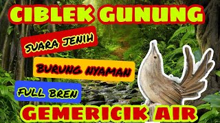 SUARA BURUNG CIBLEK GUNUNG DENGAN TERAPI GEMERICIK AIR || UNTUK MASTERAN BURUNG MURAI BATU#kicau