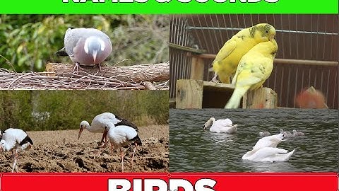 Bé Học Tiếng Anh Qua Các Loài Chim   Dạy Bé Học Tiếng Anh Qua Các Con Vật - Thaki English