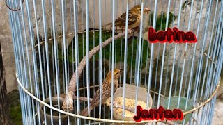 perbedaan burung manyar jantan dan betina