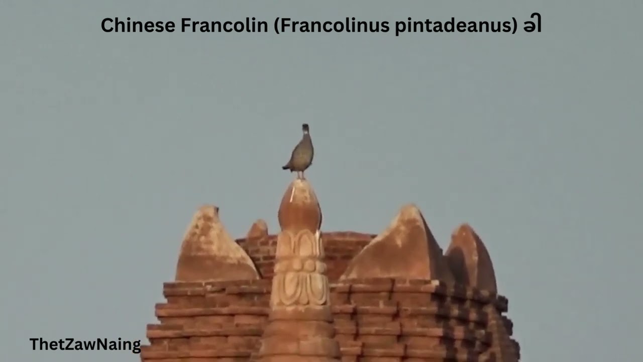 Chinese Francolin (Francolinus pintadeanus) ခါ - Myanmar Bird Videos / Myanmar Bird Movies