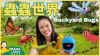 Everything about BUGS 🐛 for Kids in Chinese 小朋友認識昆蟲&甲蟲🐛 【螞蟻 獨角仙 糞金龜 螢火蟲 蝴蝶 瓢蟲 蜻蜓 螳螂 】| 27分鐘✨動物科普 學中文