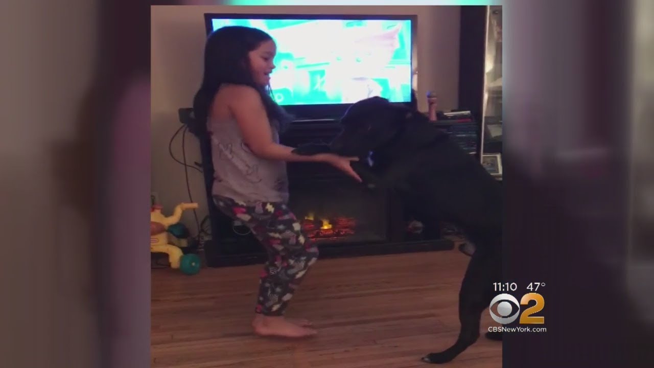 Girl Reunited With Missing Service Dog - YouTube