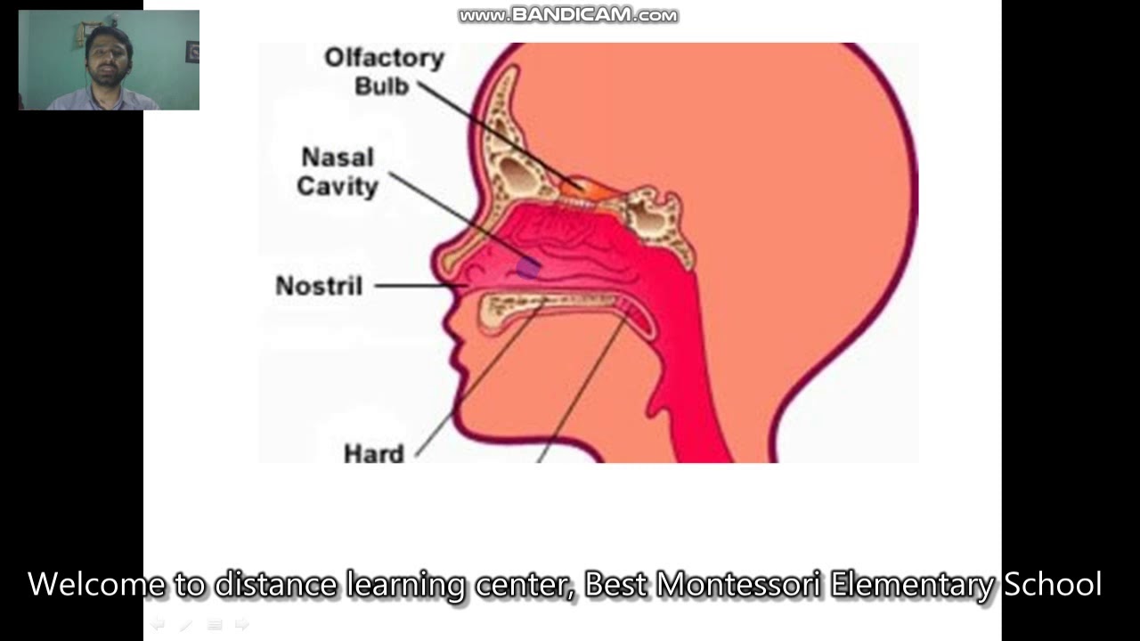 Sense Organs Nose YouTube