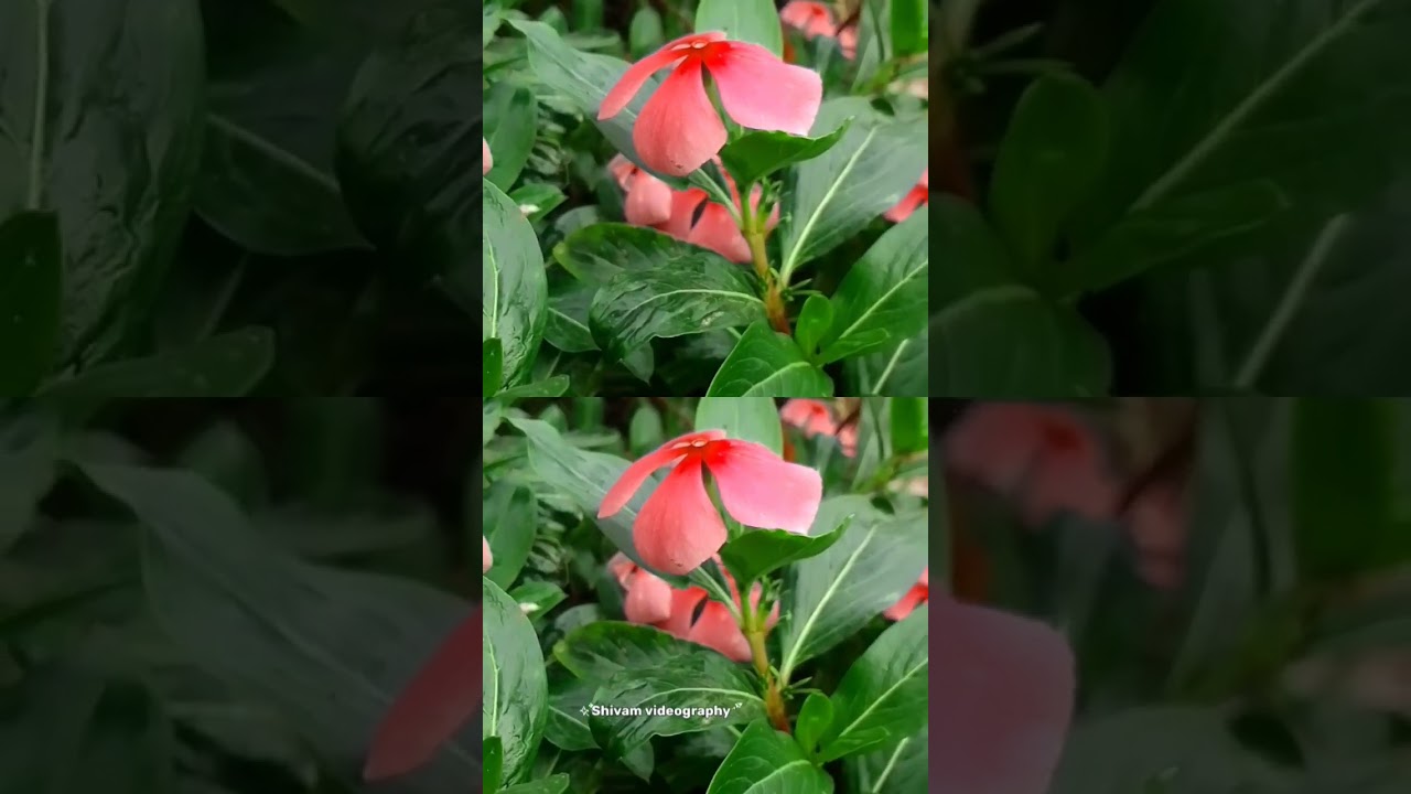 Nature status
