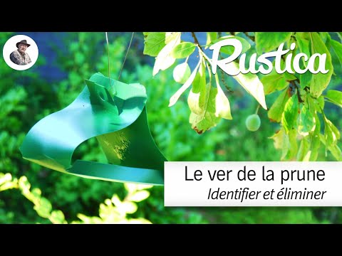 Vidéo: Lutte contre le charançon de la prune : traiter le charançon de la prune sur les arbres