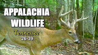 Appalachia Wildlife Video 2026-39 of AS THE RIDGE TURNS: The Foothills of the Great Smoky Mountains