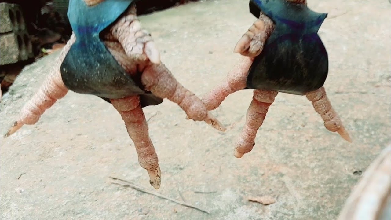 ធ្វើស្បែកជើងអោយមាន់25 November 2023