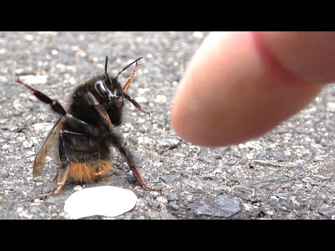 「蜂の1刺し実わ怖い」糞盛るもといフンメル(^.^;　残りモノ　パートⅣ 蜂の1刺し実わ怖い」糞盛るもといフンメル(^.^; 残りモノ パート