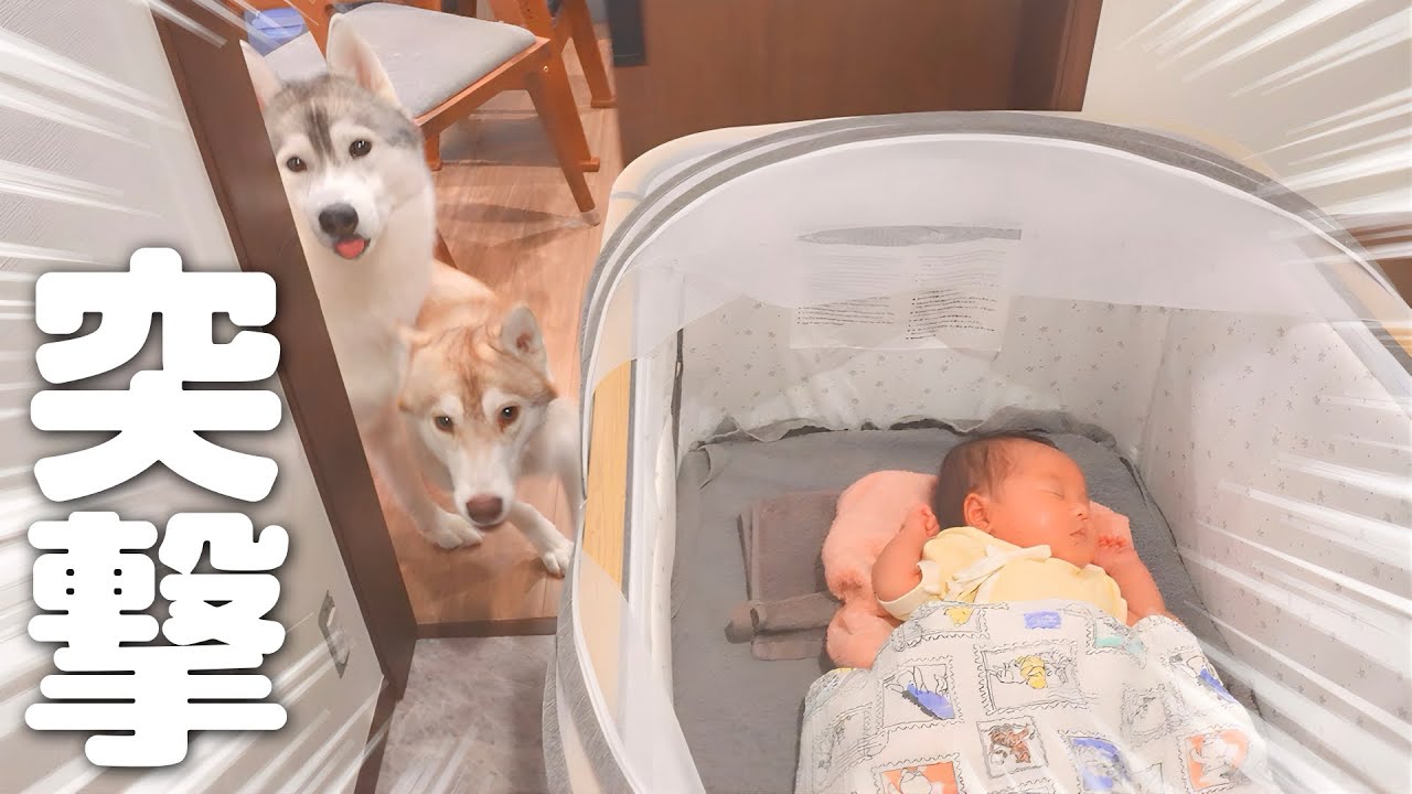 ドアをこじ開けて赤ちゃんの安否確認をする過保護な愛犬がこちらです・・・笑