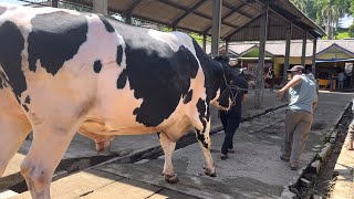 GIANT FH COW ENTERS THE MARKET‼️ Slaughtered Until You Give Up Your Hands🔥