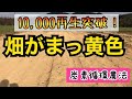 【籾殻活用】分厚すぎる…全力でモミガラ散布　炭素循環農法