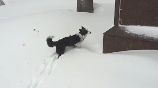 Border Collie's First Snow