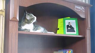 Teşekkürler Gazi Mustafa Kemal Atatürk