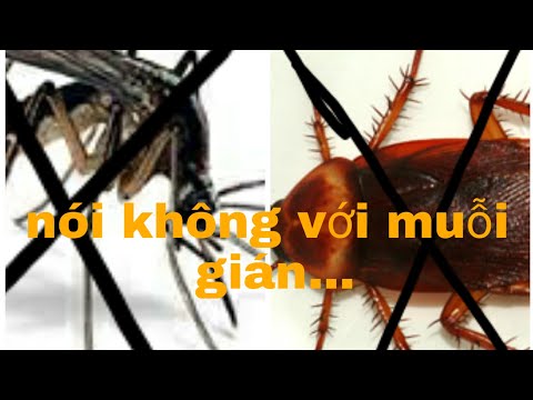 Video: Plectrantus, Xua đuổi Côn Trùng