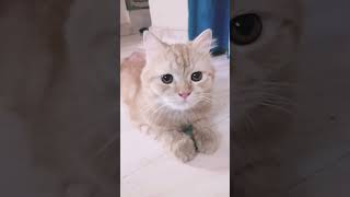 🐱🤣 #voiceover #cat #colonelkkjϟ #funnyanimal #funnycat #pets #funnypet