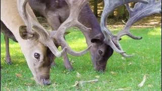 RUSA KUTUB DI ALAM LIAR