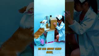 Smart Dog Helped Owner to be Doctor😊#shorts #commentary #commentaryshorts