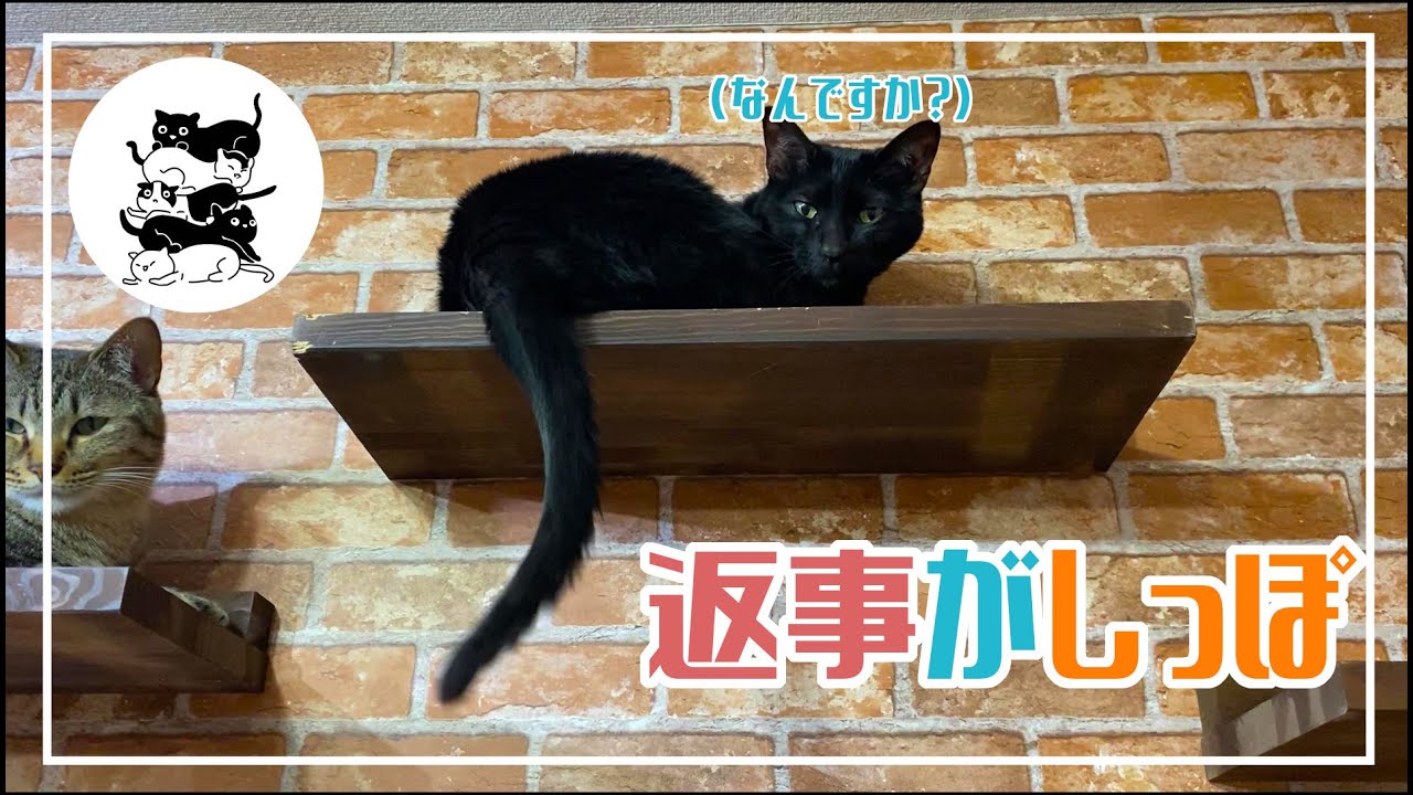 しっぽで返事をする猫 黒虎 綱嵐 Youtube