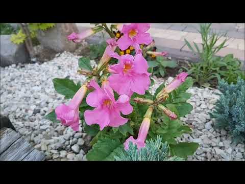 Wideo: Informacje o roślinach Lavatera - Jak uprawiać rośliny Lavatera Rose Mallow