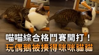 喵喵綜合格鬥賽開打！　玩偶鵝被揍得咪咪貓貓