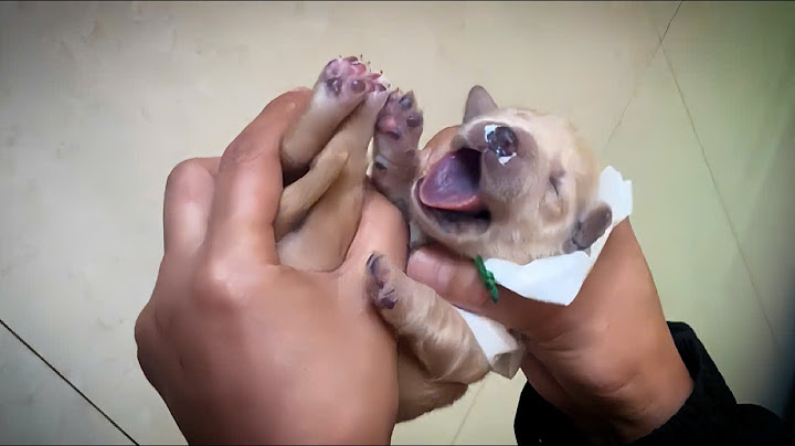Emergency Rescue: Newborn Puppy Accidentally Smothered by Mother, Fights for Life