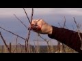 PODA DE FRUTALES EN LA PATAGONIA ARGENTINA