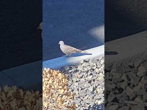 Dove in a